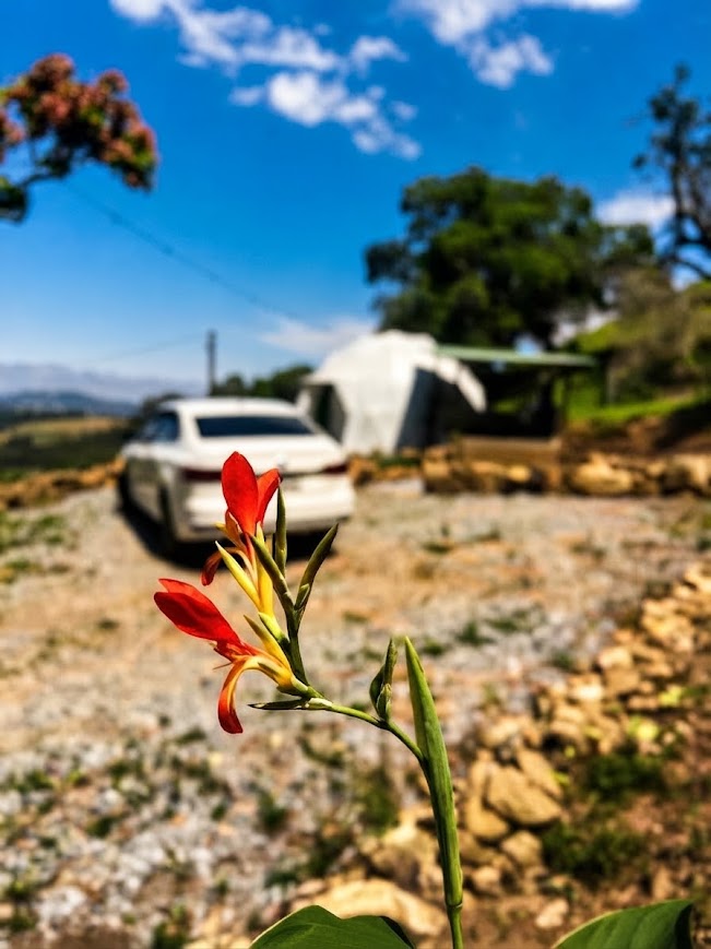 Flor em primeiro plano com o domo e estacionamento ao fundo
